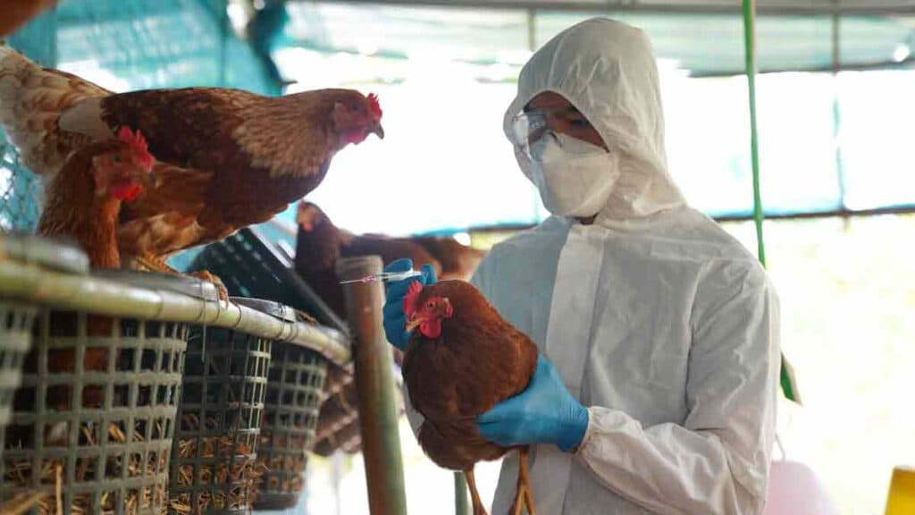 California declara estado de emergencia por brote de gripe aviar H5N1